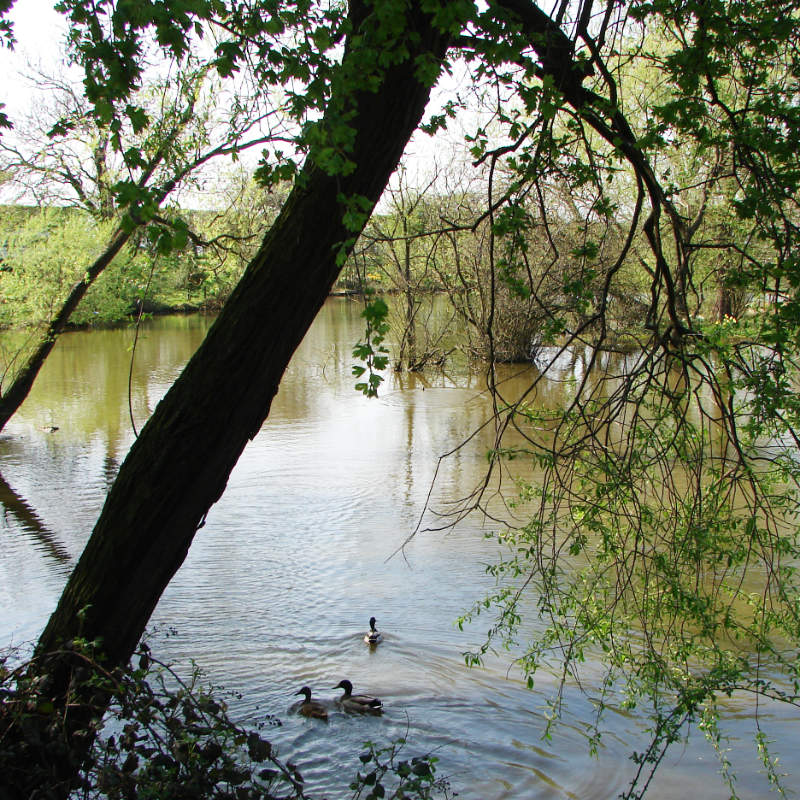 Morndyke Fishery